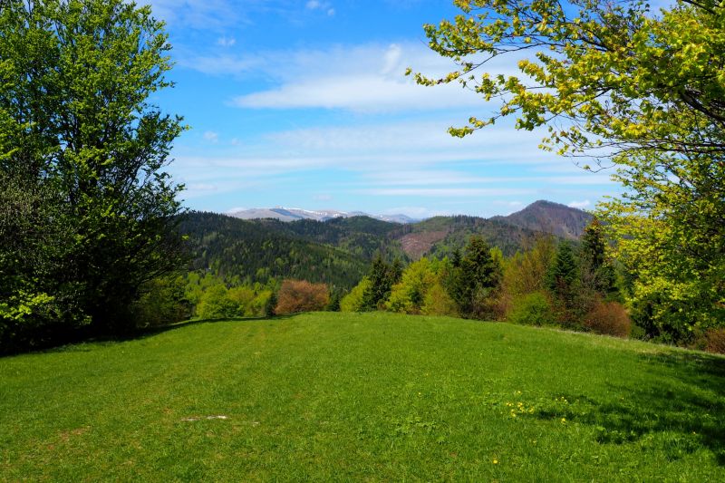 Landscape Construction Service