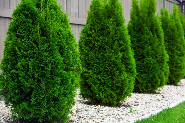 Arborvitae Planting in Albuquerque