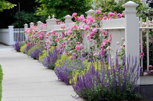 Garden Handyman Service in Albuquerque