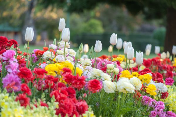 Gardening Service in Albuquerque