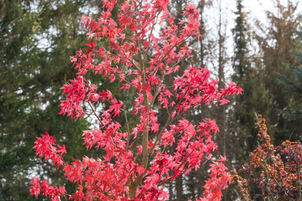 Japanese Maple Planting in Albuquerque