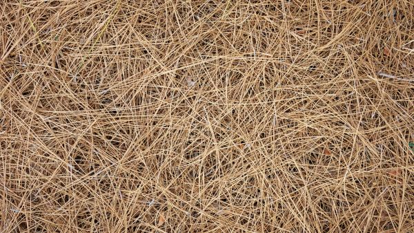 Pine Needles Delivery in Albuquerque