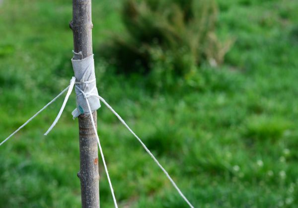 Tree Staking Service in Albuquerque