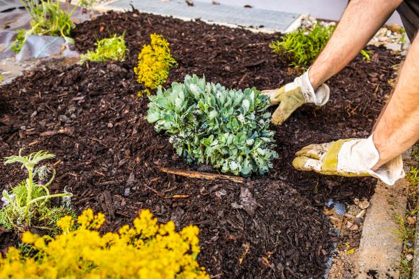 Weeding And Mulching in Albuquerque
