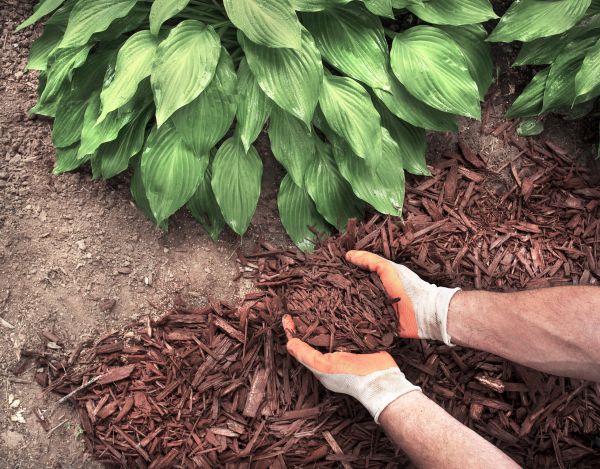 Shredded Mulch Service in Albuquerque