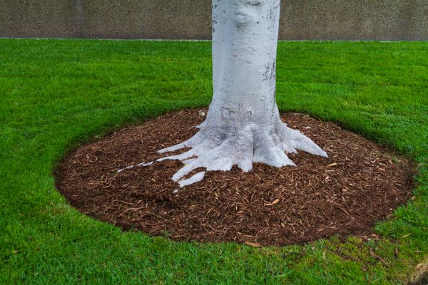 Brown Mulch Installation in Albuquerque