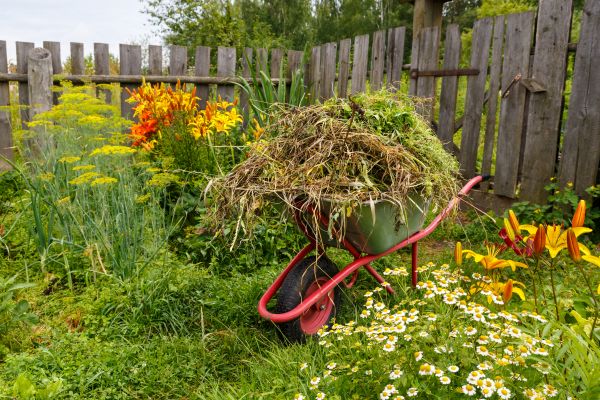 Garden Cleanup Service in Albuquerque
