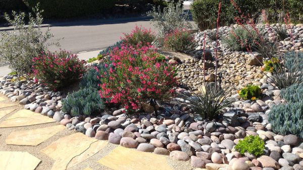 Xeriscape Landscaping in Albuquerque