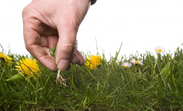 Lawn Weeding in Albuquerque