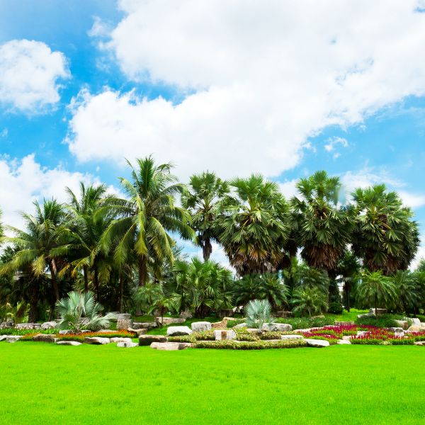 Tropical Landscaping in Albuquerque