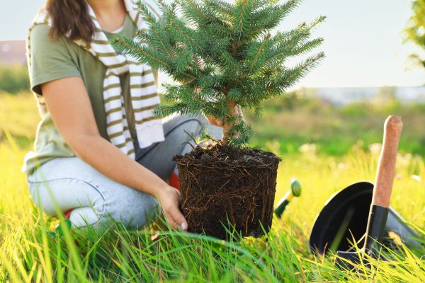 Spruce Tree Planting in Albuquerque
