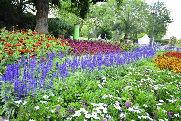 Perennials Planting in Albuquerque