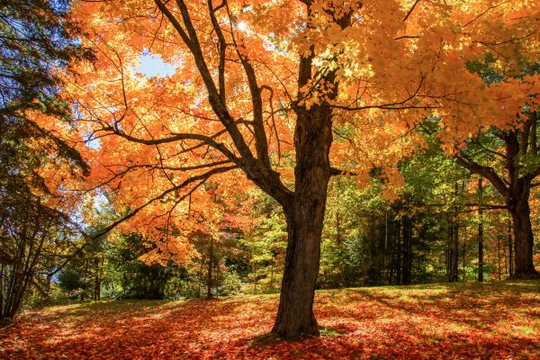 Maple Tree Planting in Albuquerque