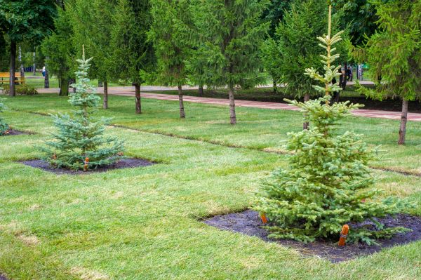 Privacy Trees Planting in Albuquerque