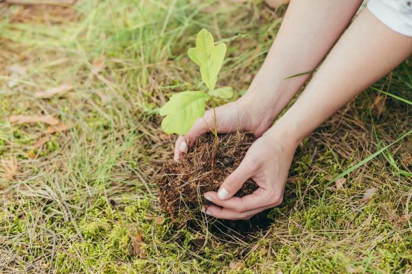 Oak Tree Planting in Albuquerque