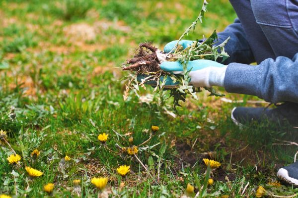 Flower Bed Clearing in Albuquerque
