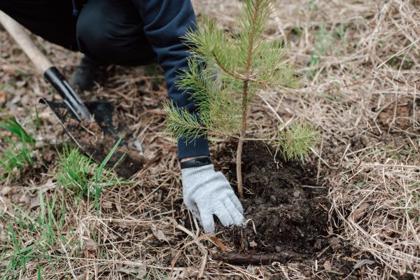 Pine Tree Planting in Albuquerque