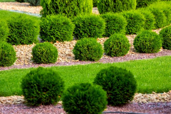 Bush Replacement in Albuquerque