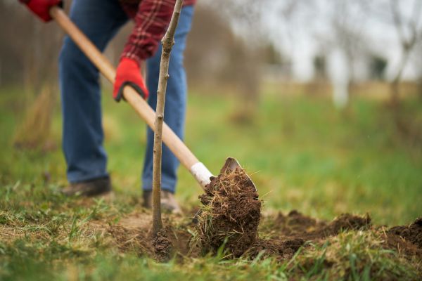 Trees Planting in Albuquerque