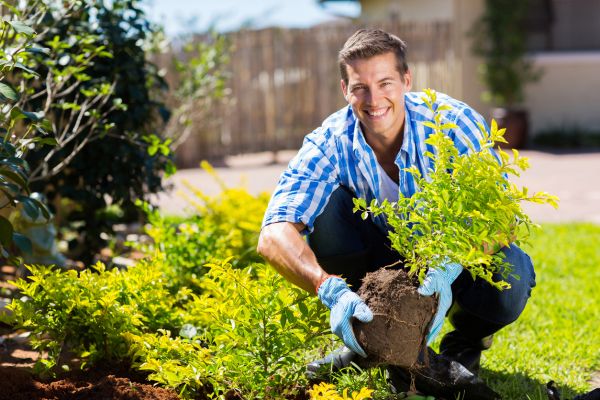 Shrub Landscaping in Albuquerque