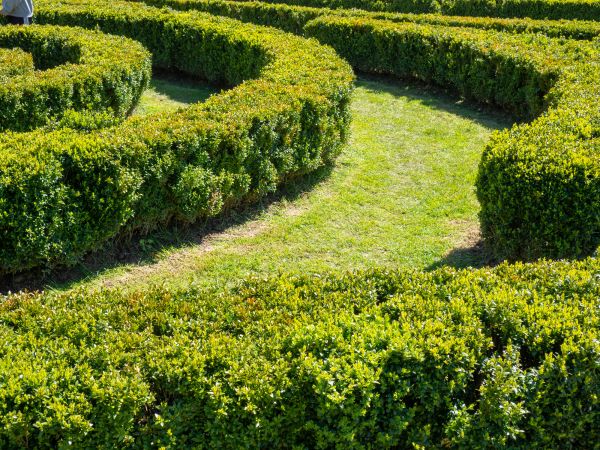 Bush Landscaping in Albuquerque