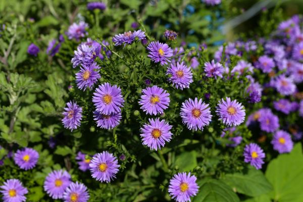 Perennial Flower Planting in Albuquerque