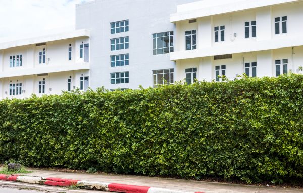 Privacy Landscaping in Albuquerque