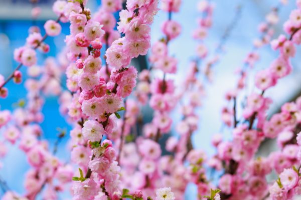 Japanese Cherry Tree Planting in Albuquerque