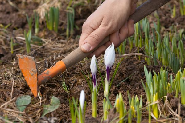Flower Garden Weeding in Albuquerque