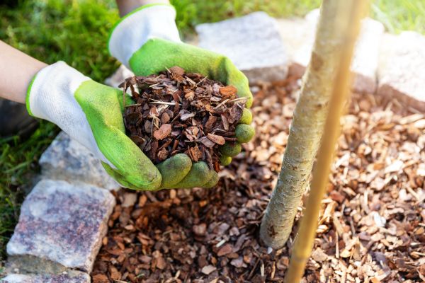 Tree Bark Delivery in Albuquerque
