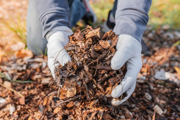 Shredded Mulch Installation in Albuquerque