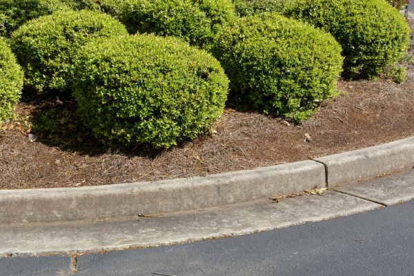 Pine Mulch Installation in Albuquerque