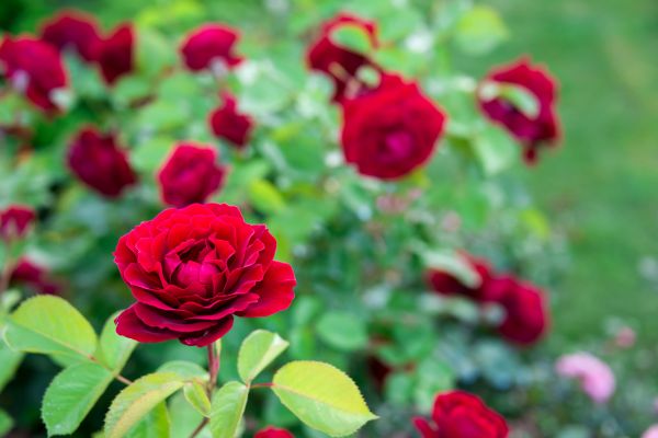 Rose Planting in Albuquerque