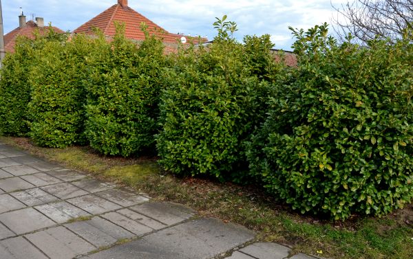 Privacy Shrub Installation in Albuquerque