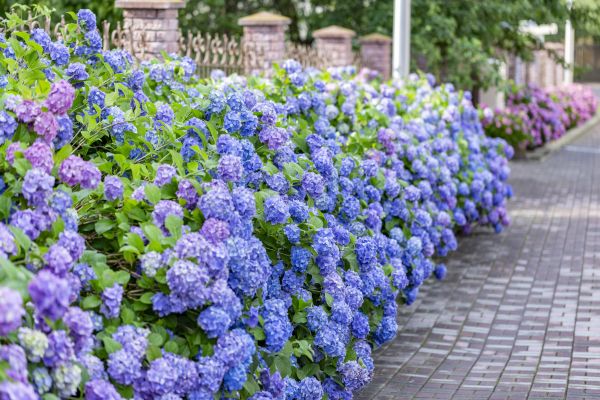 Hydrangea Landscaping in Albuquerque