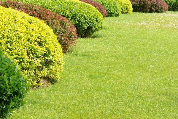Shrubbery Planting in Albuquerque