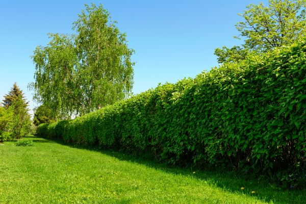 Hedge Replacement in Albuquerque
