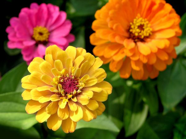 Zinnia Planting in Albuquerque