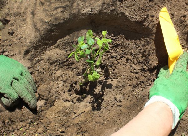Rose Bush Planting in Albuquerque