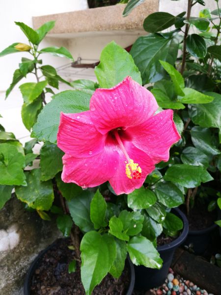 Hibiscus Planting in Albuquerque