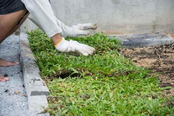 Ground Cover Planting in Albuquerque