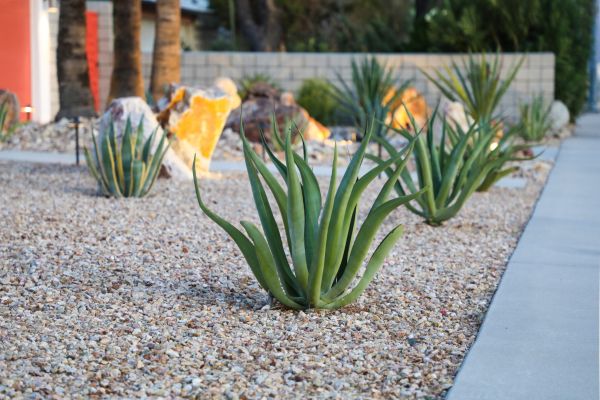 Drought Resistant Landscaping in Albuquerque