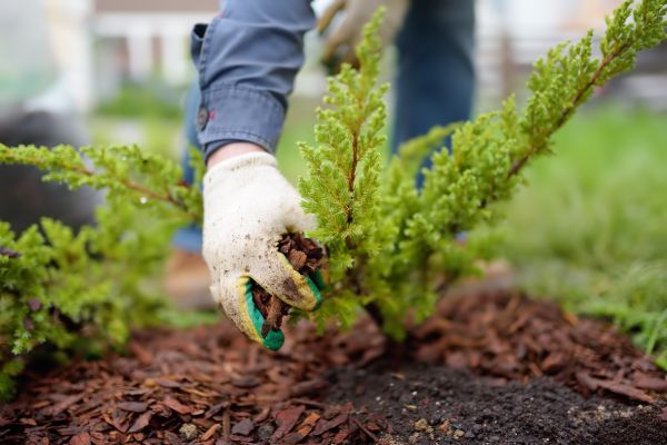 Church Mulching in Albuquerque