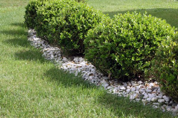 Boxwood Planting in Albuquerque