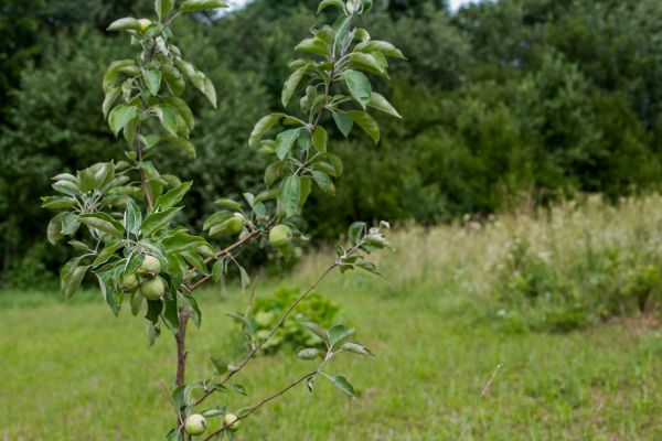 Apple Tree Planting in Albuquerque