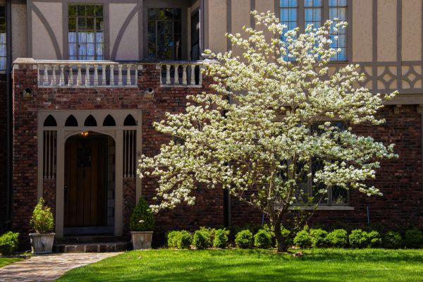 Dogwood Tree Planting in Albuquerque